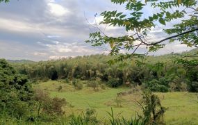 新化知母義近九甲超便宜一般農牧用地 稀缺