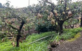 玉井口宵里段786坪便宜農保芒果園