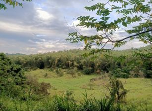 新化知母義近九甲超便宜一般農牧用地 稀缺