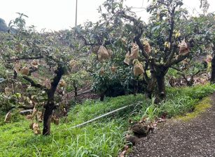 玉井口宵里段786坪便宜農保芒果園