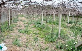 月眉台糖方正美田