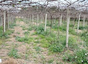 月眉台糖方正美田