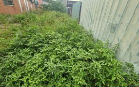 近輔仁中學建地-1211