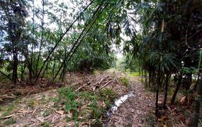 永慶許書豪★安農溪高爾夫公園旁四季長青農地