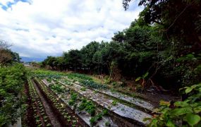 永慶許書豪★三星尾塹散步就到安農溪足坪農地