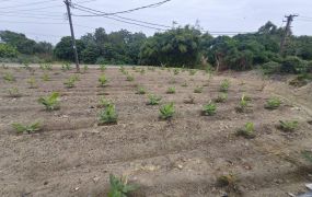 近路竹市區1.77分農地|有水電