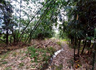 永慶許書豪★安農溪高爾夫公園旁四季長青農地