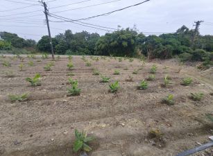 近路竹市區1.77分農地|有水電