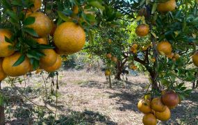 頭份流東里平坦橘園