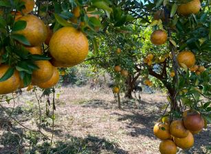 頭份流東里平坦橘園