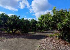 土地珠寶專才【大樹玉荷包現成果園】農地出售