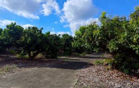 土地珠寶專才【大樹玉荷包現成果園】農地出售