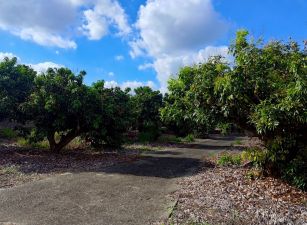 土地珠寶專才【大樹玉荷包現成果園】農地出售