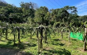 峨嵋赤柯山平坦火龍果園