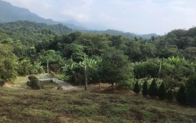 太平近華盛頓中學美景農地