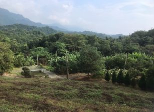 太平近華盛頓中學美景農地