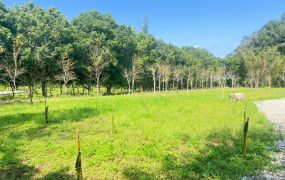 橫山小坪數平坦開心農場