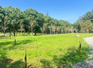 橫山小坪數平坦開心農場