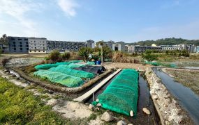 芎林綠獅段增值田