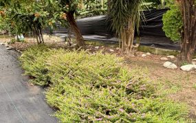 高樹休閒農地莊園｜溪畔秘境莊園