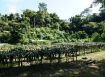 苗栗三灣山坳泉水果園1402坪1180萬