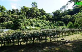 苗栗三灣山坳泉水果園