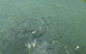 黃梨園前後臨路開心農場