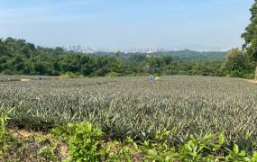 【鳥松稀有大面寬農地】