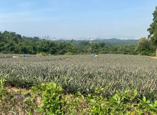 【鳥松稀有大面寬農地】
