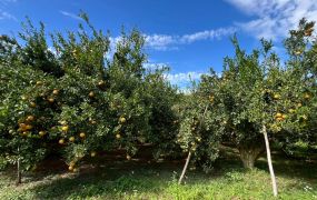 峨嵋水流東平坦橘子園
