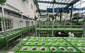 大雅近水湳4房魚菜共生場