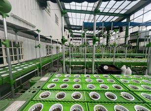 大雅近水湳4房魚菜共生場