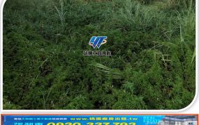 新屋市區旁工業地