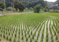 橫山方正美田