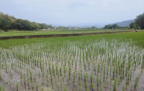 關西稻香臨溪美田(B)