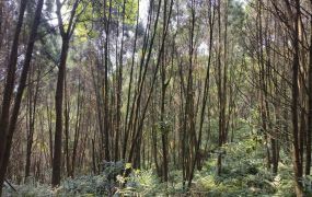 關西新城樟楠森域