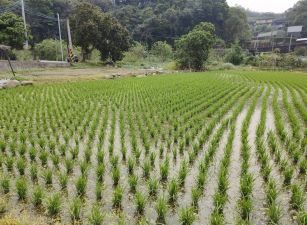 橫山方正美田