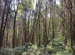 關西新城樟楠森域