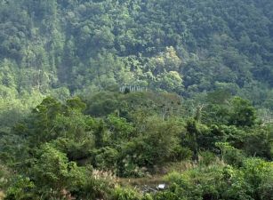 台東縣池上鄉 萬坪權利地轉讓 出售(附畜牧證已有建設)