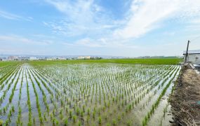 龍井區｜稀有大面寬農地722坪超值大田田3300萬