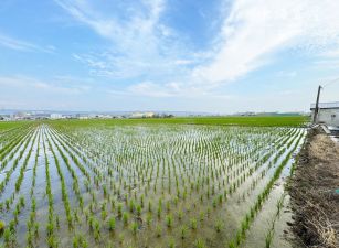 龍井區｜稀有大面寬農地722坪超值大田田3300萬
