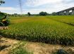 官田近國道便宜都農