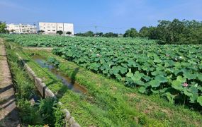 觀音正新華路農地