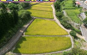 楊梅五楊老莊都內農場