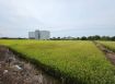 中壢新生路三段旁都內農地