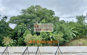 東義路大面寬農地