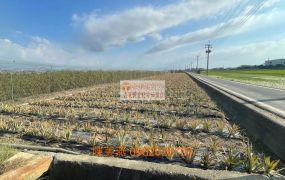 民雄豐收村休閒農地