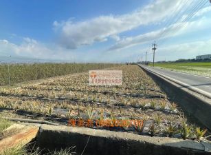 民雄豐收村休閒農地