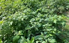 八里產業專區用地