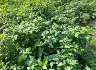 八里產業專區用地